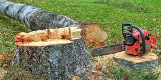 Best Tree Risk Assessment  in Gibbsboro, NJ