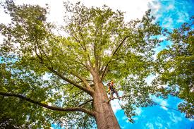  Gibbsboro, NJ Tree Removal Pros