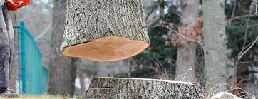 How Our Tree Care Process Works  in  Gibbsboro, NJ