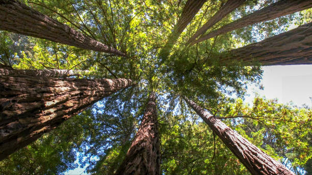 Best Commercial Tree Services  in Gibbsboro, NJ