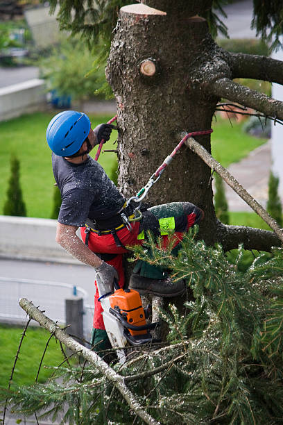 Best Emergency Tree Removal  in Gibbsboro, NJ