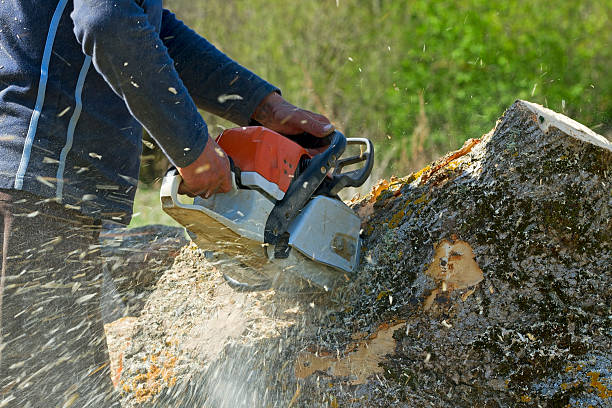 Trusted Gibbsboro, NJ Tree Removal Experts