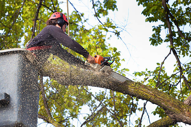 Best Lawn Pest Prevention  in Gibbsboro, NJ